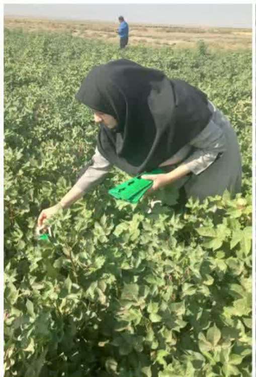 فرمون پنبه 